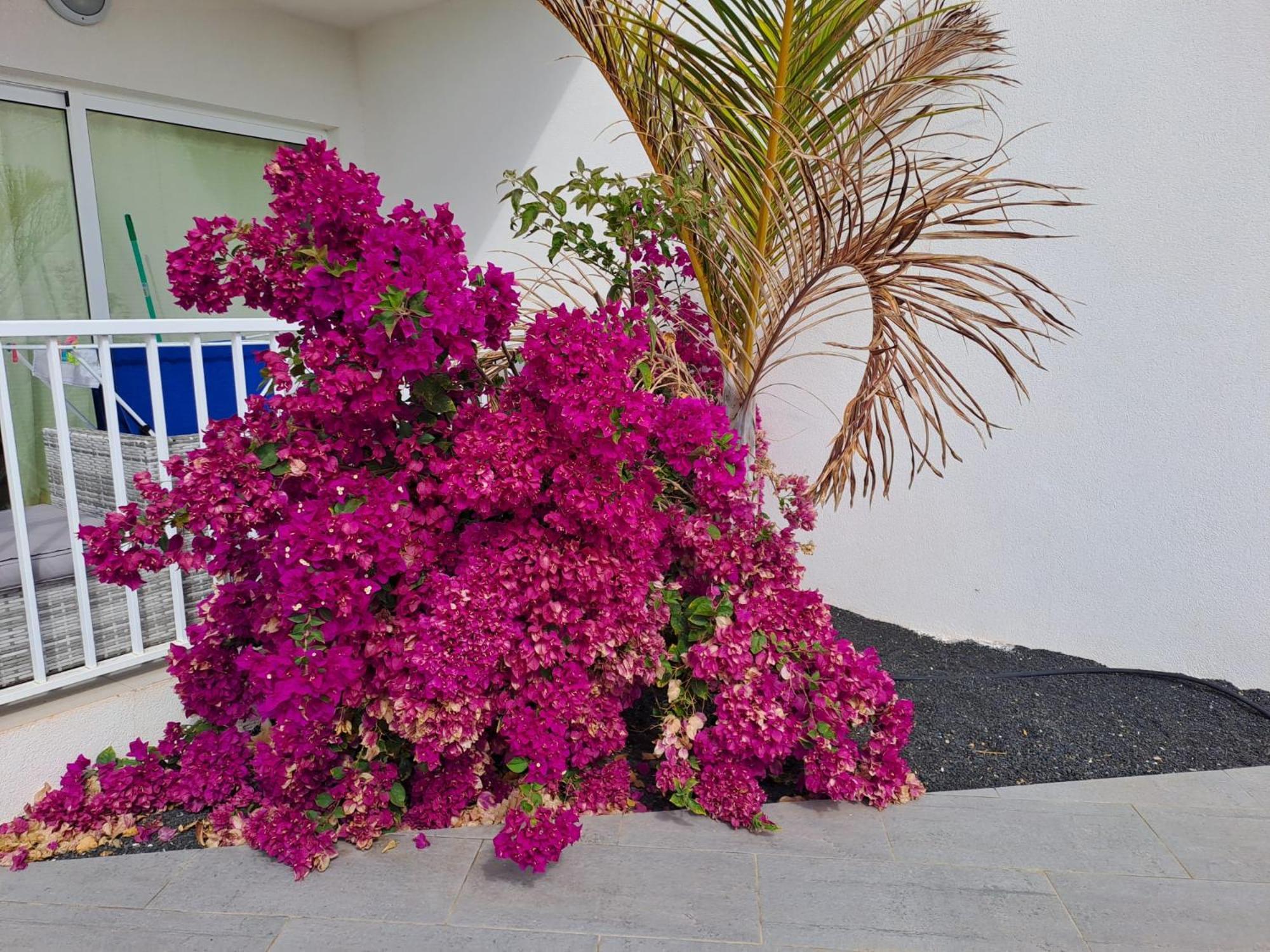 Luxury Sea View Senator Lanzarote Appartement Costa Teguise Buitenkant foto